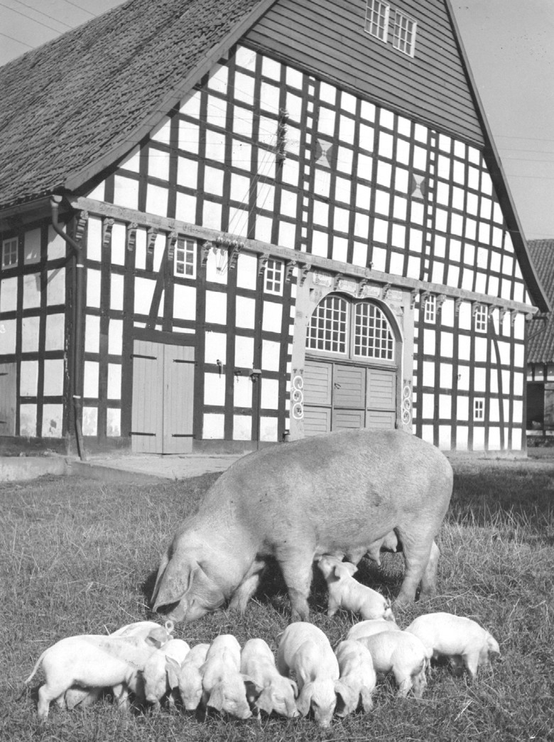 Sau mit Ferkel, Fotograf: Herwig Happe, Archiv für Alltagskultur in Westfalen, 2005.03568.