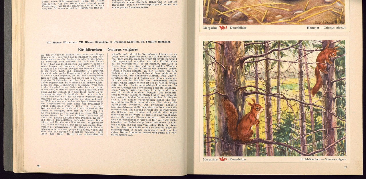 Doppelseite aus dem Voss-Kunstbilder-Sammelalbum "Das Tierreich" (Ausschnitt).