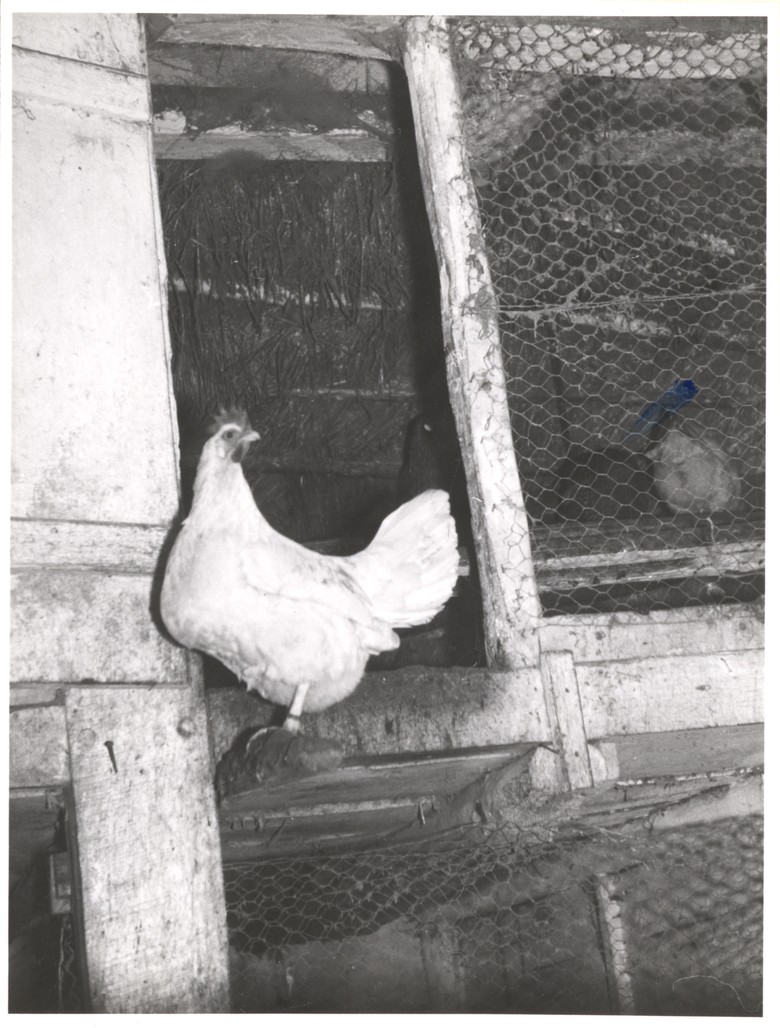 So sah im Jahr 1960 der „Hühnerwiem“ des Hofes Niehues bei Münster-Schonebeck aus, Fotograf: Adolf Risse, 1960, Archiv für Alltagskultur in Westfalen, 0000.20965.