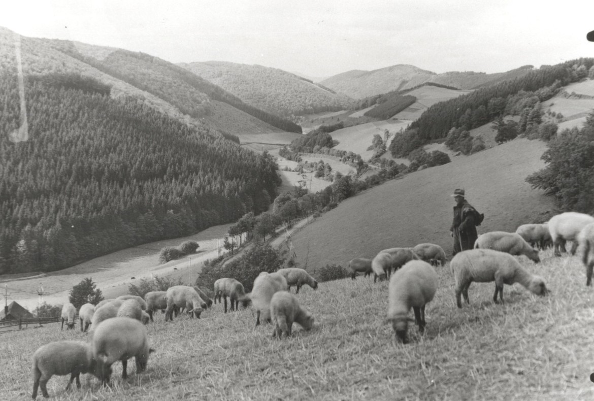 Schäfer galten in der agrarisch strukturierten Gesellschaft als Wetterpropheten. Schäfer, Nesselbachtal, Hochsauerlandkreis, zw. 1920-1950, Fotograf: F. Grobbel/Archiv für Alltagskultur.