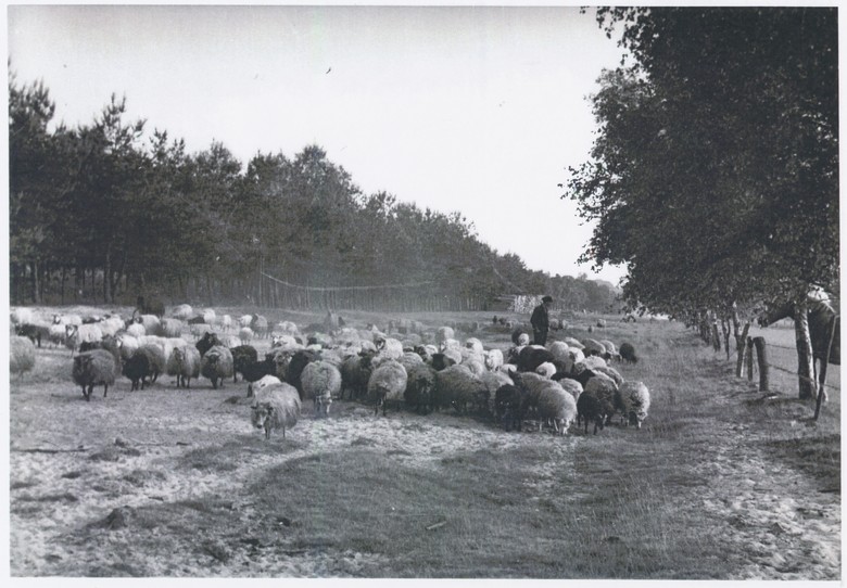Heideschäfer (Foto Emslandmuseum Lingen).